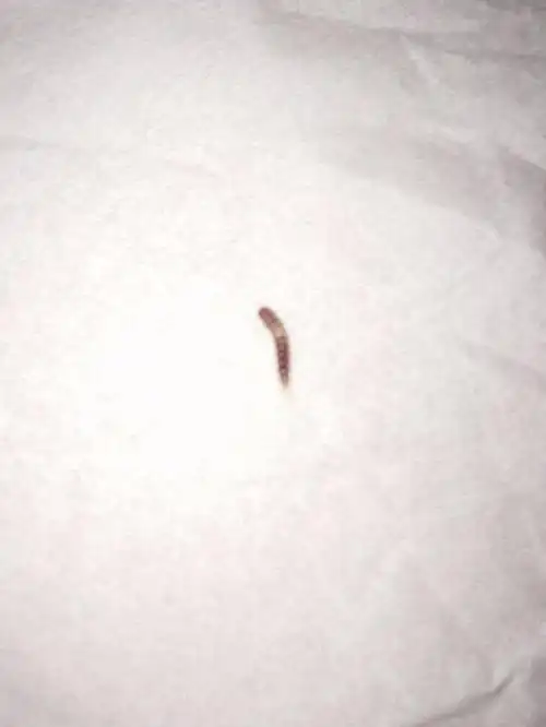 请问这是什么虫子?怎么能到床上?