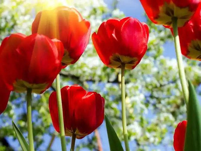 红色郁金香,花,太阳光芒 壁纸 - 1600x1200