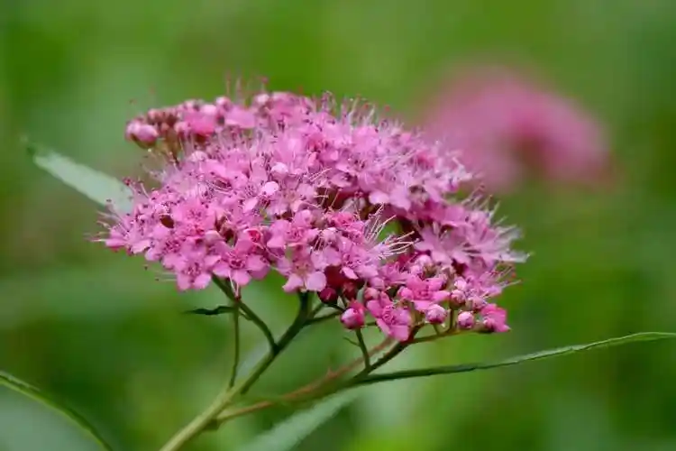 漂亮的麻叶绣线菊