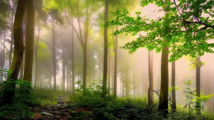 护眼壁纸【243】