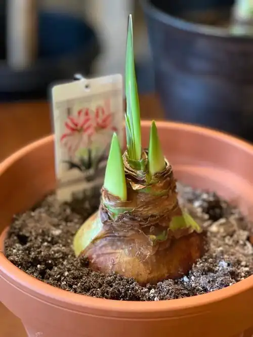 入盆一个多月后的荷兰朱顶红种球