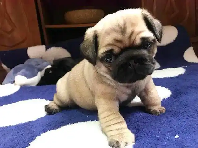 5种便宜好养的小型犬,深得人们喜爱,赵丽颖的比熊上榜|狗狗|小型犬