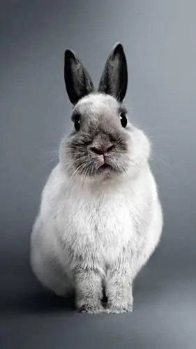 我想养一只兔子