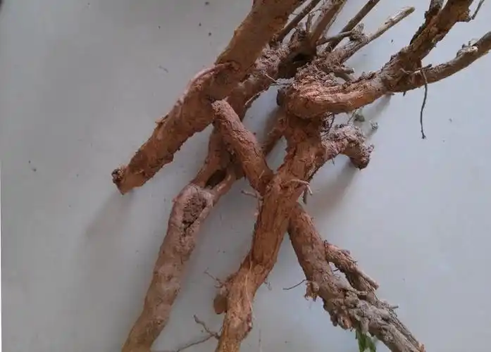 农家采挖新鲜 枸杞根 拍后现挖 野生枸杞根 根皮发黄