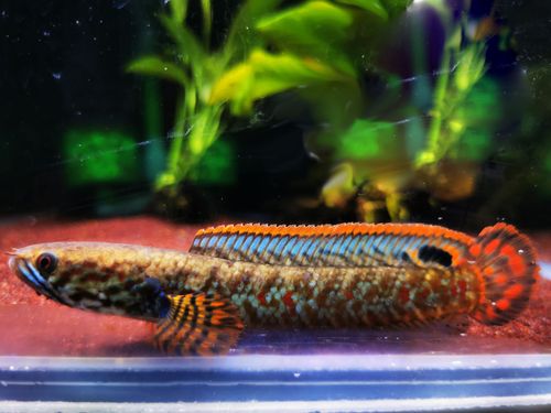 5练手原生冷水鱼中小型七彩彩虹雷龙鱼南鳢阿萨姆奶茶雷龙好养耐活已