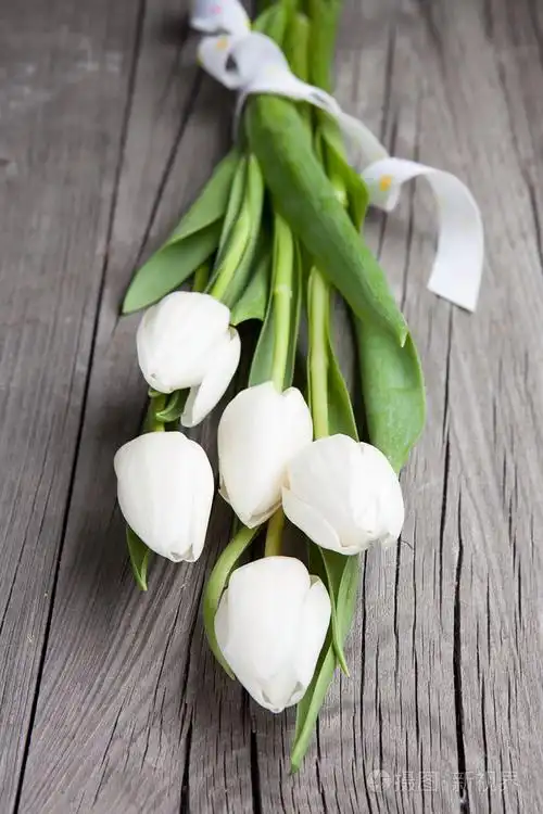 白色郁金香(白色郁金香千万不能乱送)