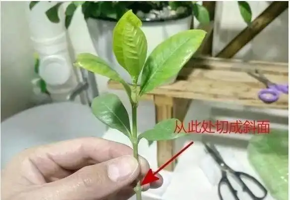 栀子花绿宝石,白色,无瑕疵的花朵,丰富的花朵,很多朋友都喜欢.