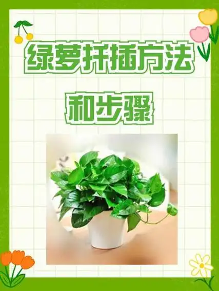 绿萝扦插方法和步骤