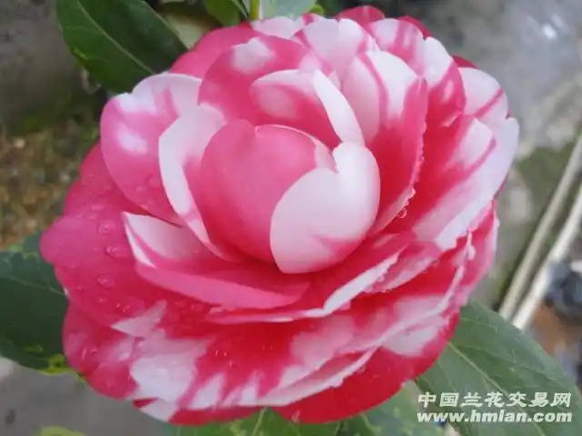 叶艺现花带苞花鹤翎茶花64公分下架