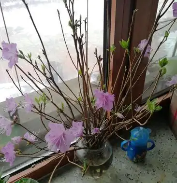 辽宁开原 干枝杜鹃 干枝金达莱花 达子香水插花 仙枝条