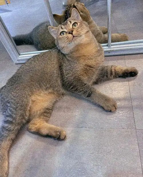 挑战一下全网最黑的黑金渐层