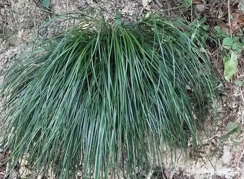 原来这一种植物,就是对肺热咳嗽有帮助的麦冬,你有见过吗?