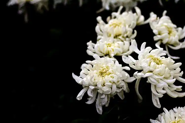 吊念长者———岳献甫老师