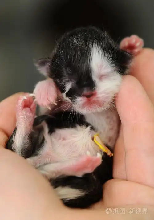 刚出生的小猫在兽医诊所