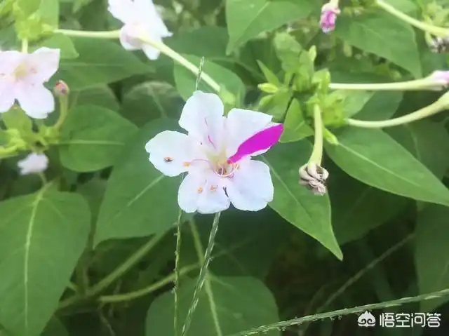 夜饭花的根有什么功效?