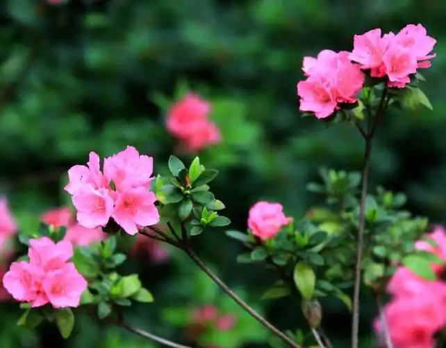 无锡市花—杜鹃 - 美篇