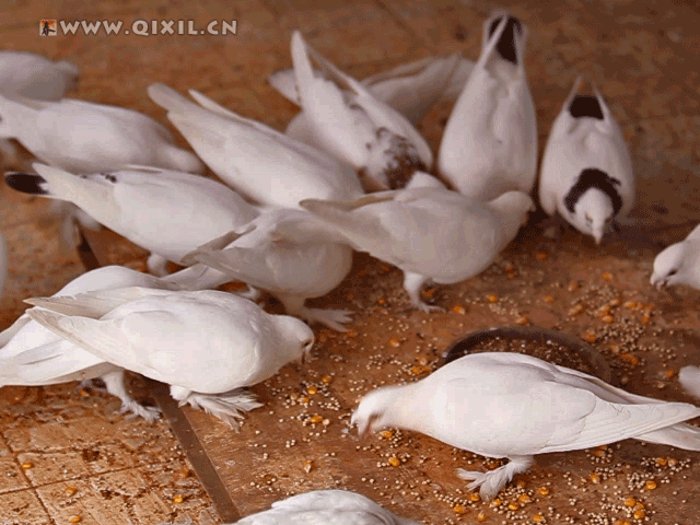 640_480gif 动态图 动图