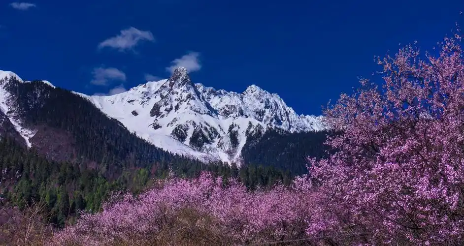 雪山之下桃花开
