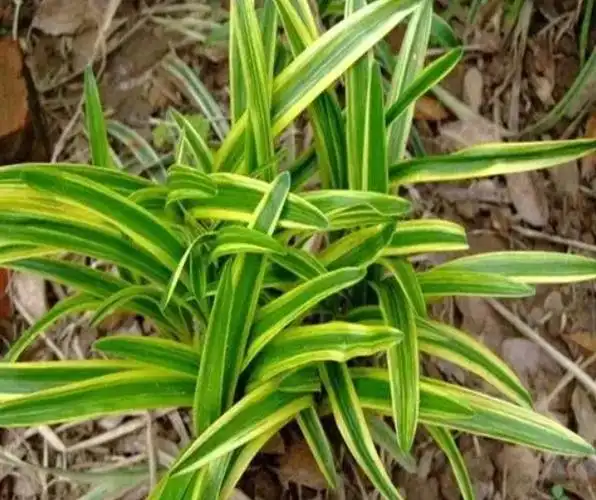 金边草的功效与作用 金边草治风湿效果好吗
