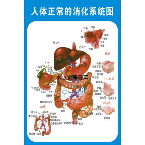 人体消化肠道结构示意图医学宣传挂图人体器官布置图 人体正常消化