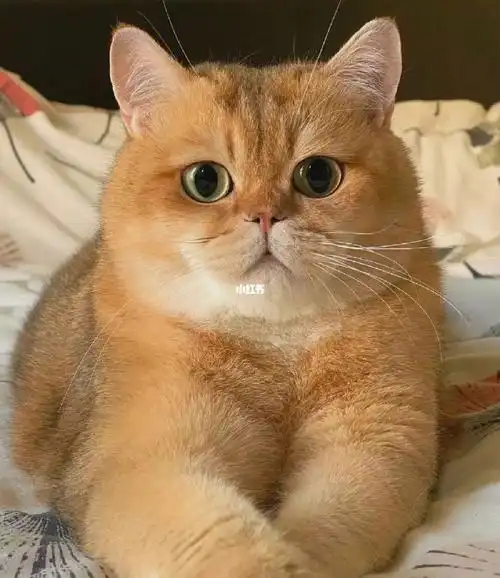 精品金渐层找主人啦这样胖乎乎的金豆豆谁不爱两个月