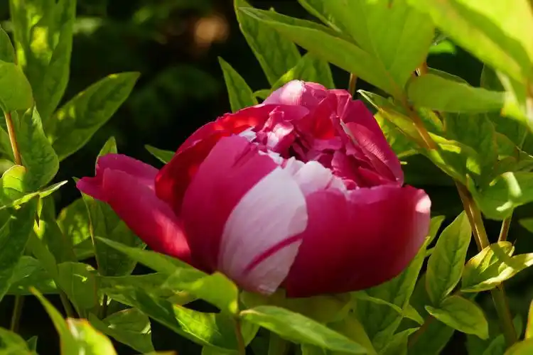 天下真花独牡丹