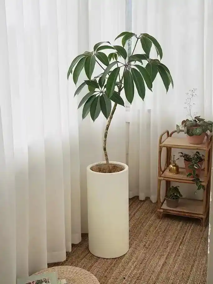 大叶伞保罗养植方法