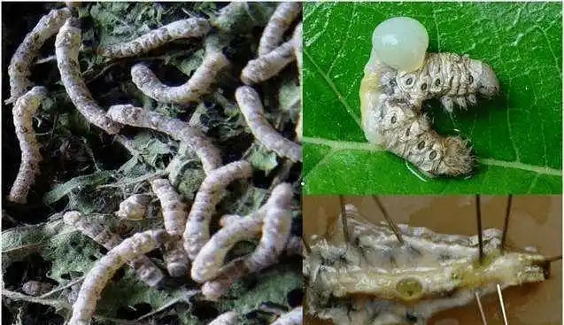 中肠型脓病:空头蚕中肠肿胀,白色横纹,大小不齐,常有乳白或淡褐色粘液