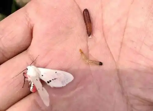 有一种"幺蛾子",飞得快!