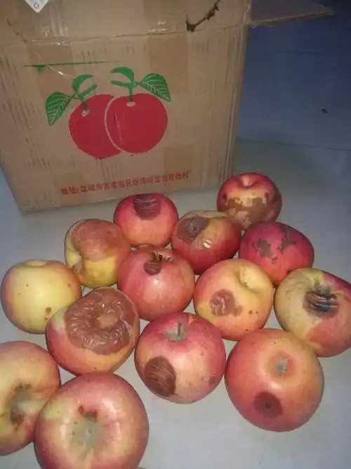 带箱5斤特大果 洛川苹果陕西红富士糖心丑苹果 新鲜水果 坏果赔付晒单