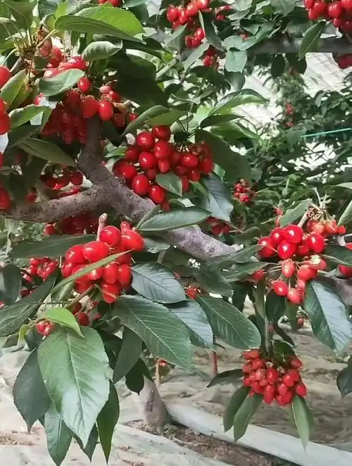 矮化沙王樱桃树结果状 矮化樱桃树 樱桃苗-度小视