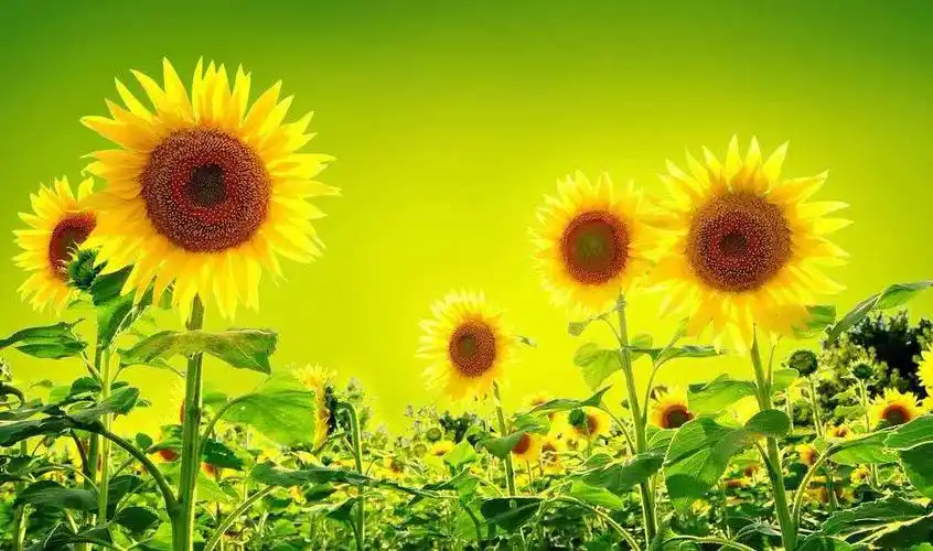 温暖你,感动你的,不是励志语录心灵鸡汤,而是身边志同道合,积极上进