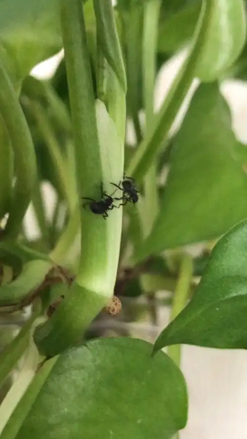 水培绿萝上好多虫子,是什么虫子?怎么治防呢?