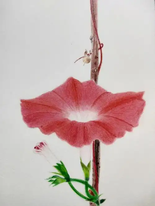 彩铅画牵牛花