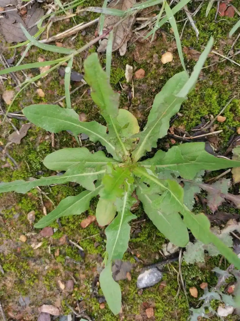 田野里的真假蒲公英 除了最后一个,其他全部不是蒲公英