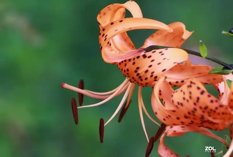 关东百花园250斑百合