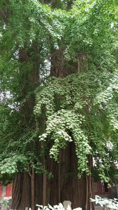 这是有名的柘树