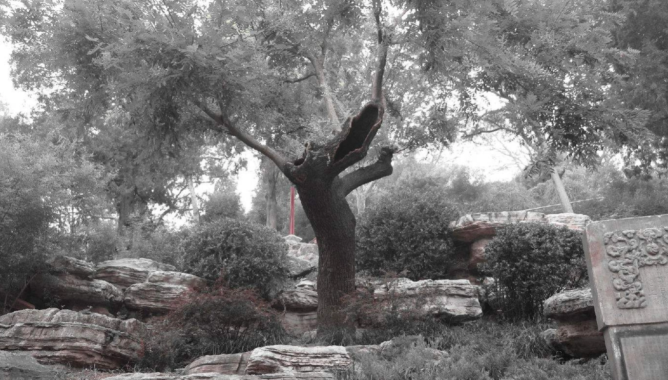 三百年过去,当初吊死崇祯皇帝的歪脖树现在如何了