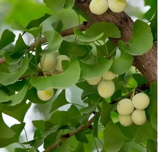 夏天,银杏树的样子是 ?