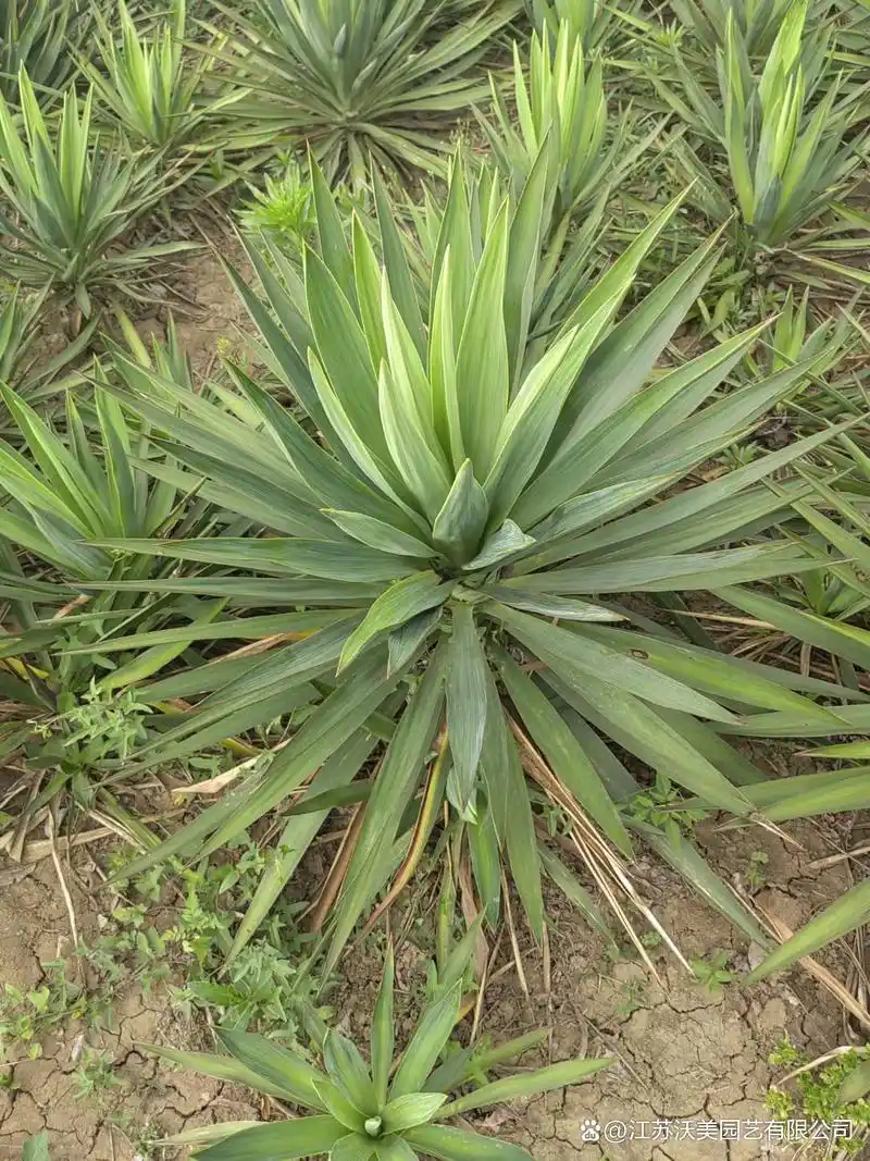 主要观赏剑麻品种有金边番麻银边龙舌兰假菠萝麻千寿兰丝兰凤尾兰