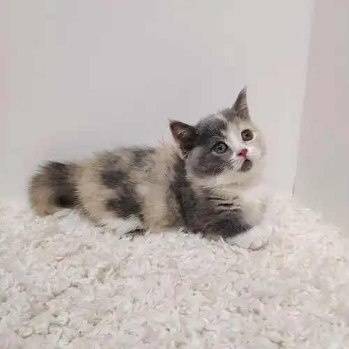 三花矮脚妹妹找新家