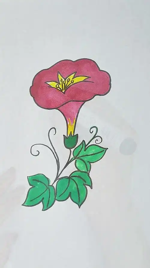 牵牛花简笔画,不知道有没有蜜蜂呀-度小视