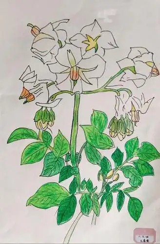 艺术,在田园中绽放——天水三中初中部美术拓展课作品展