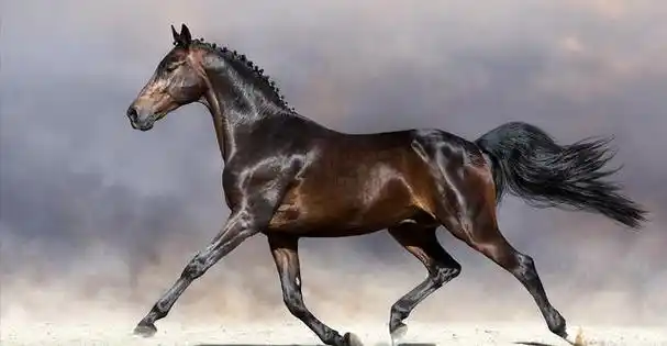 你会为了一匹价值10辆法拉利的马付出代价吗?