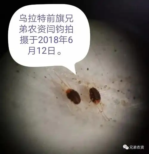 警报2018年玉米红蜘蛛已全面发生