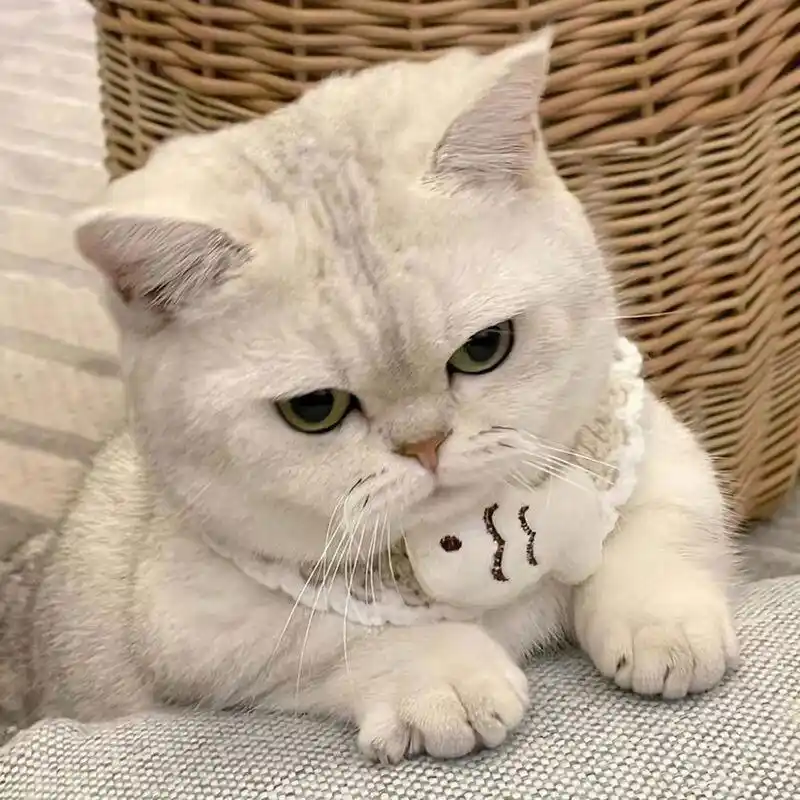 萌宠动物可爱 女生头像 #闺#蜜头像 #头像# #爱情# #我的闺蜜# #头像