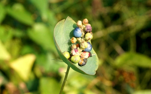 农村一种野草,蛇见到就怕,是民间治蛇咬伤良药,人称蛇倒退