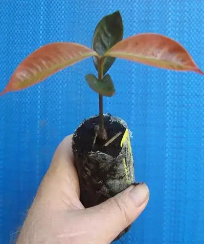 你吃过的山竹,都是母的