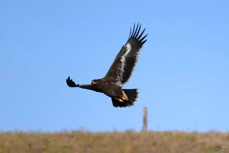 雄鹰展翅飞,草原雕.