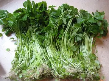 益母草是女人养颜补血的佳品